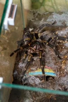 Tarantula Stock Photos