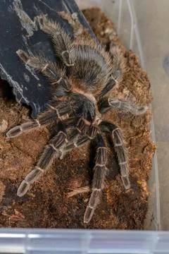 Tarantula 스톡 사진