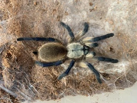 Tarantula Stockfoto's