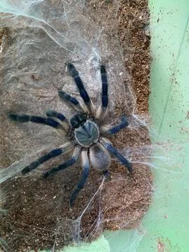 Tarantula Stockfoto's