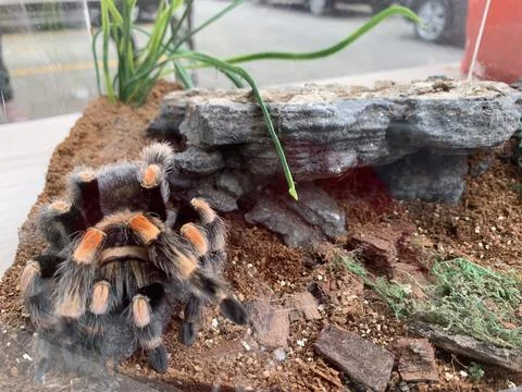 Tarantula Stockfoto's