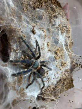 Tarantula Stockfoto's