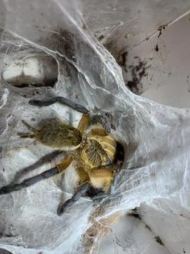 Tarantula Stockfoto's