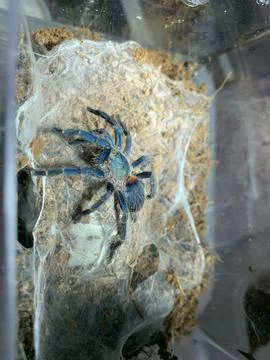 Tarantula Stockfoto's