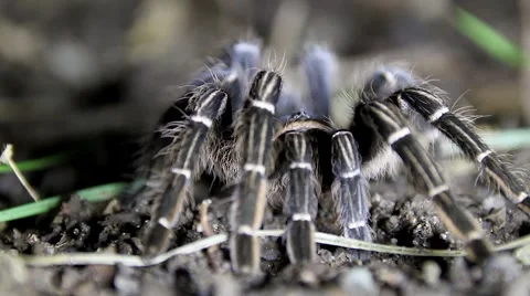 Tarantula Rack Focus at Night Stock Footage 47156055