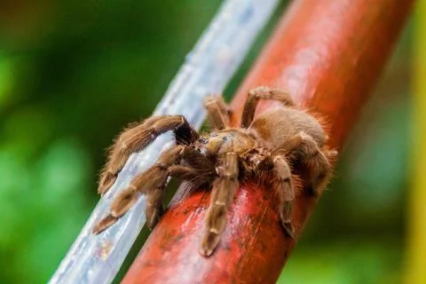Tarantula on a railing in Panama Stock Photos