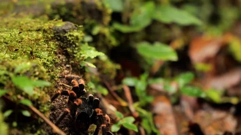 Tarantula in Rainforest Moss. Stock Footage 307264118