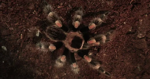 Tarantula Resting on Soil Macro Stock Footage 297703199