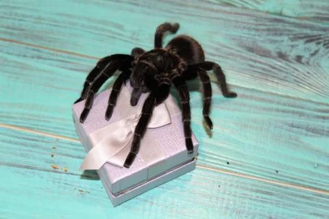 Tarantula sits on a beautiful background Stock Photos