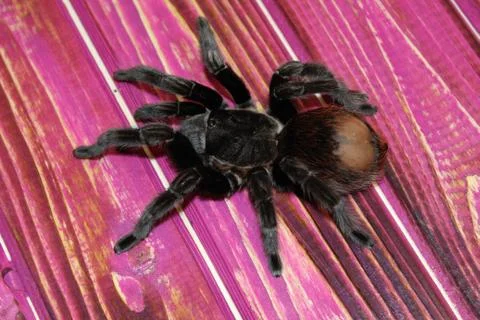 Tarantula sits on a beautiful background Stock Photos
