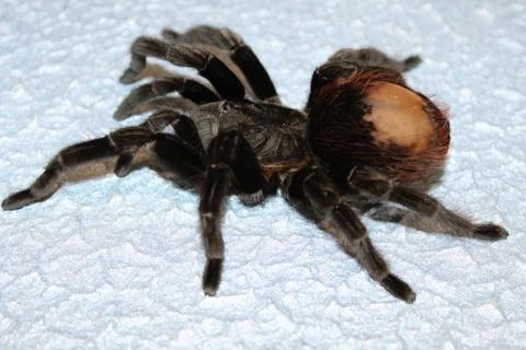 Tarantula sits on a beautiful background Stock Photos
