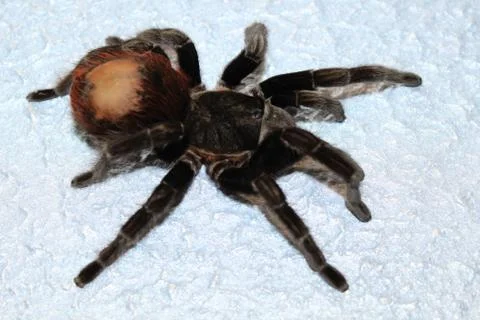 Tarantula sits on a beautiful background Stock Photos