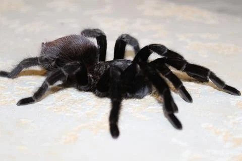 Tarantula sits on a beautiful background Stock Photos