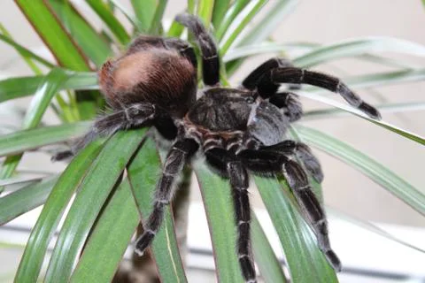 Tarantula sits on a beautiful background Stock Photos