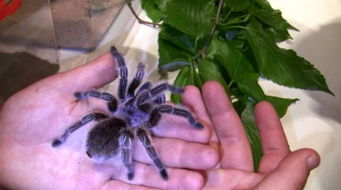 Tarantula sitting on hand at the LANHM Insect Fair 2010 Stock Footage 36961253