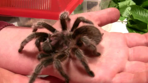 Tarantula sitting on hand at the LANHM Insect Fair 2010 Stock Footage 36961291