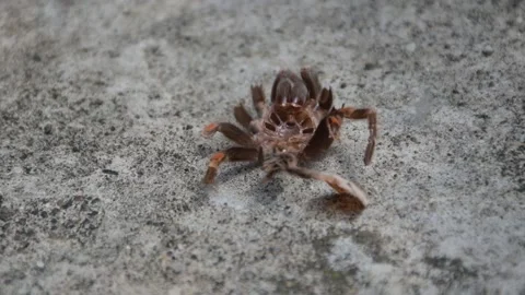 Tarantula Skin Stock Footage 153822856
