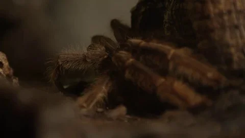 Tarantula slow motion in burrow Stock Footage 69154240