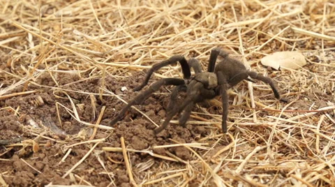 Tarantula Slow Motion Stock Footage 30473565