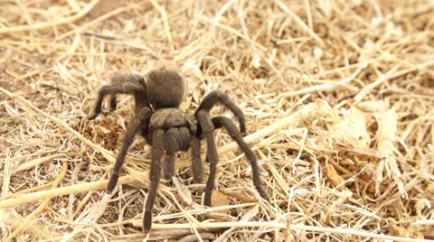 Tarantula Slow Motion Stock Footage 30473595