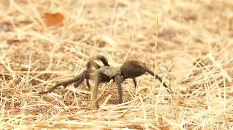 Tarantula Slow Motion Stock Footage 31504687