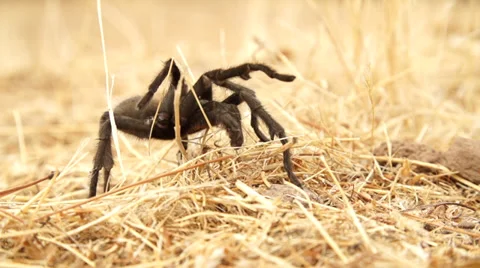 Tarantula Slow Motion Stock Footage 31505057