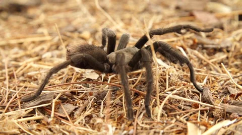 Tarantula Slow Motion Stock Footage 31528940