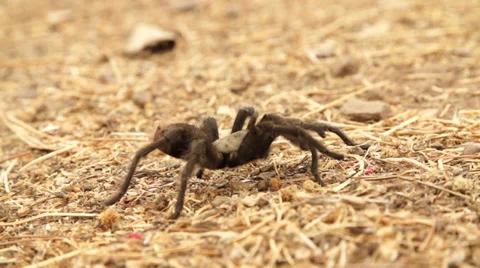 Tarantula Slow Motion Stock Footage 31529162