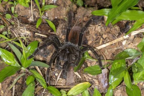 Tarantula spider in amazon outside its nest Stock Photos