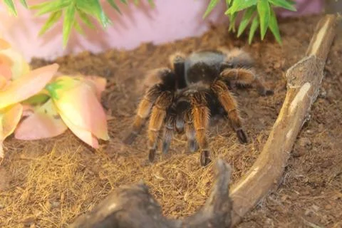 Tarantula spider brachypelma Stock Photos