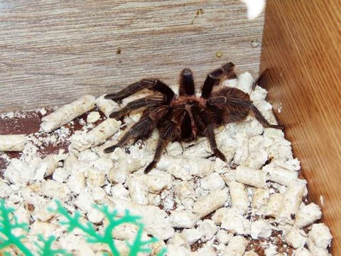Tarantula spider in a cage Stock Photos