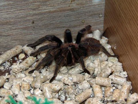Tarantula spider in a cage Stock Photos