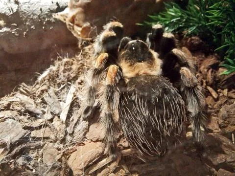 Tarantula spider in a cage 写真素材