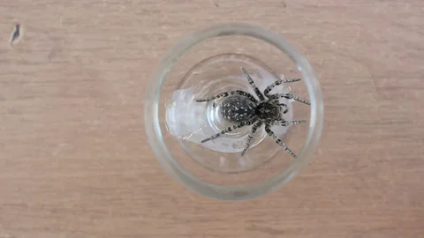 A tarantula spider close up 動画素材 78193517