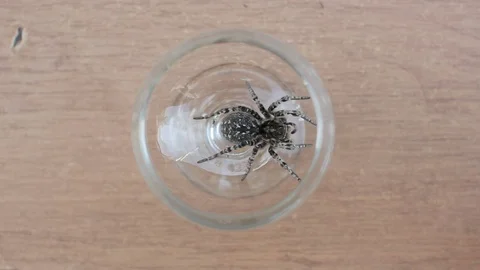 A tarantula spider close up Video stock 78193549