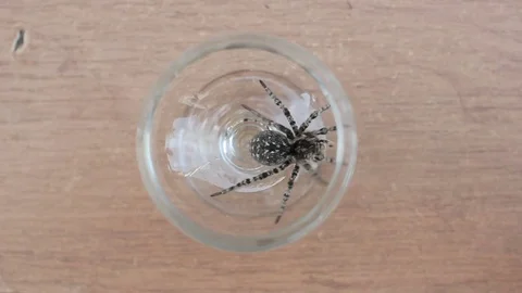 A tarantula spider close up 動画素材 78193621