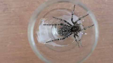 A tarantula spider close up 動画素材 78193674