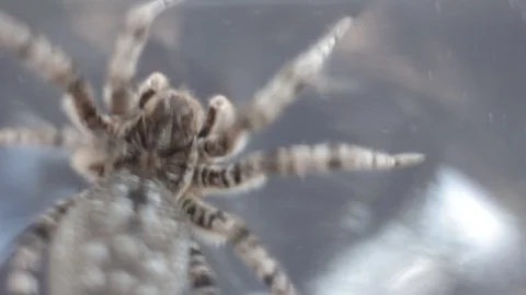 A tarantula spider close up 動画素材 78193834