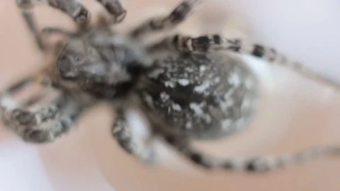 A tarantula spider close up 動画素材 78194009