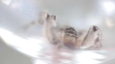 A tarantula spider close up 動画素材 78194052