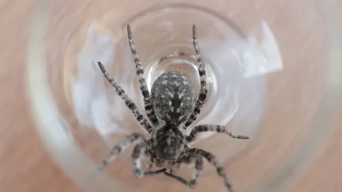 A tarantula spider close up 動画素材 78194329