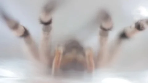 A tarantula spider close up 動画素材 78194412