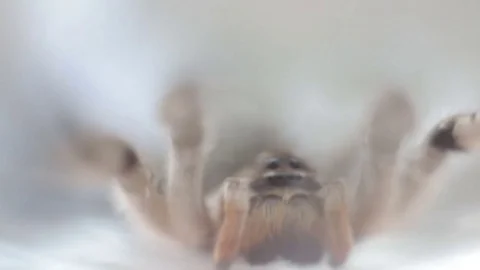 A tarantula spider close up 動画素材 78194606
