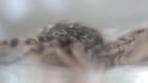 A tarantula spider close up Video stock 78194886