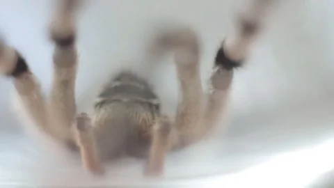 A tarantula spider close up 動画素材 78195126