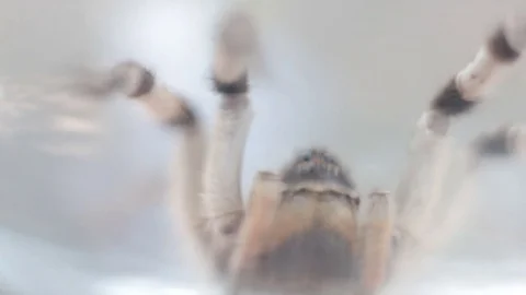 A tarantula spider close up 動画素材 78195215