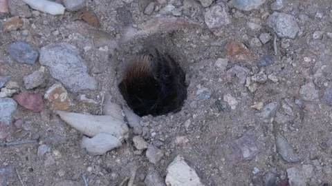 Tarantula Spider Closing Burrow Hole Entrance with Silk Web Stock Footage 332675146