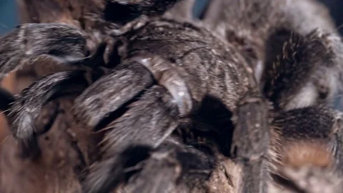 Tarantula Spider Crawling on Cork Bark Stock Footage 73691860