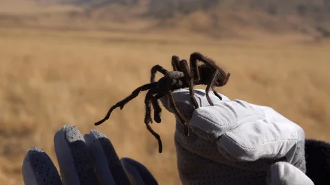Tarantula spider crawling over hands Stock Footage 98142899