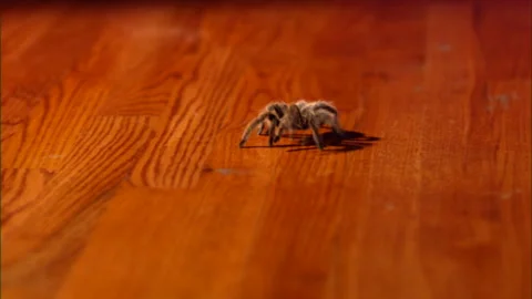 Tarantula spider Video stock 253599811